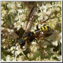 Tenthredo vespa - Blattwespe m05.jpg